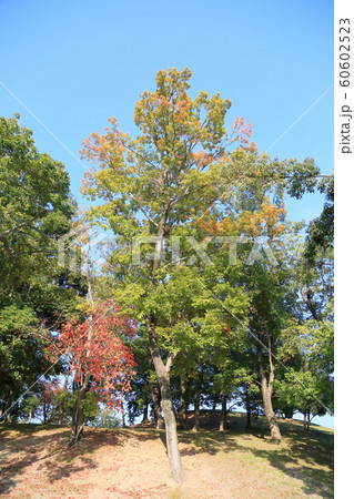 秋の公園 色づく雑木 秋の公園 色づく雑木 60602523