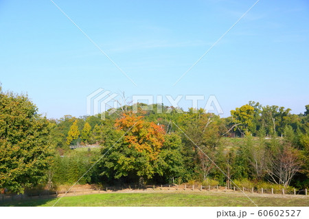 秋の公園 色づく雑木 秋の公園 色づく雑木 60602527
