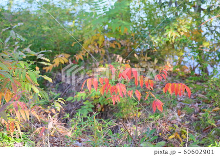 ウルシ紅葉 ウルシ紅葉 60602901