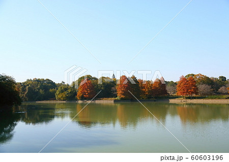 秋の公園 ラクウショウ紅葉 秋の公園 ラクウショウ紅葉 60603196