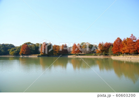 秋の公園 ラクウショウ紅葉 秋の公園 ラクウショウ紅葉 60603200