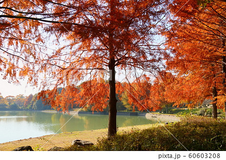 秋の公園 ラクウショウ紅葉 秋の公園 ラクウショウ紅葉 60603208