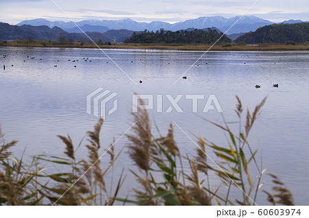 米子水鳥公園　初冬　山並み　雪山 60603974