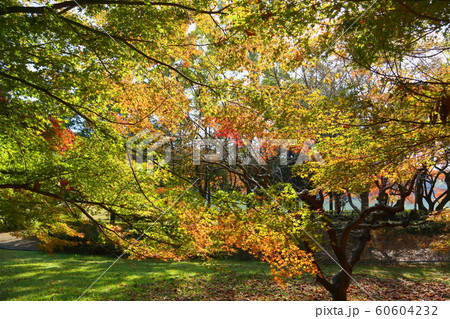 秋の公園 カエデ紅葉 秋の公園 カエデ紅葉 60604232