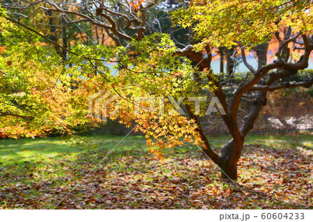 秋の公園 カエデ紅葉 秋の公園 カエデ紅葉 60604233