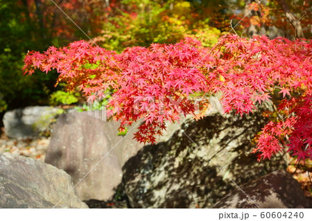 秋の公園 イロハモミジ紅葉 秋の公園 イロハモミジ紅葉 60604240
