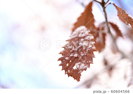 初雪　ヤマグリ 60604566
