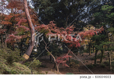 駒込の六義園の森に立つカーブを描いた赤い紅葉の木。　東京都文京区駒込に１８世紀に徳川五代将軍・徳川綱 60604603