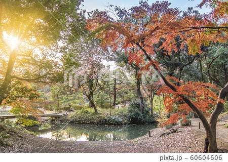 秋に駒込の六義園の芦部茶屋跡の前に通る蛛道から撮影した大泉水を渡る渡月橋。 60604606
