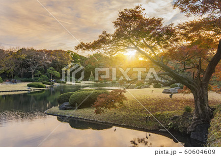 秋の夕日で本駒込にある回遊式日本庭園の六義園の松、カエデと紅葉の木に囲まれた大泉水 60604609