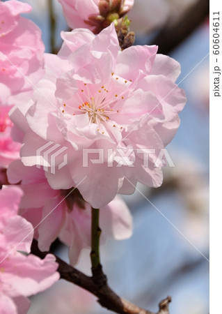 桃の花 60604611