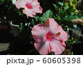 南国風の花 60605398