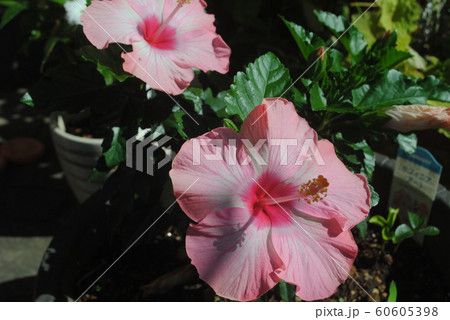 南国風の花の写真素材
