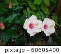南国風の花 60605400