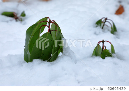 雪に埋まるエゾユズリハ-癒しの森 福島県只も町 雪に埋まるエゾユズリハ-癒しの森 福島県只も町 60605429