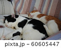 猫のお昼寝 60605447