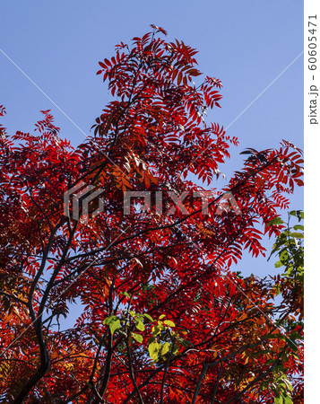 迫りくるナナカマドの紅葉 迫りくるナナカマドの紅葉 60605471