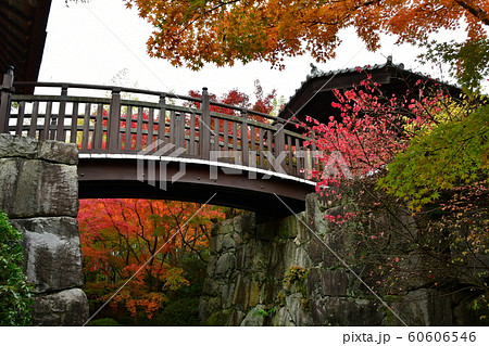 晩秋の丈山苑　詩泉閣 60606546