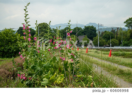 ハナアオイ ハナアオイ 60606998