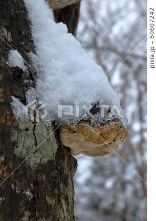 古木に発生したキノコに雪降り積む-癒しの森 福島県只見町 古木に発生したキノコに雪降り積む-癒しの森 福島県只見町 60607242