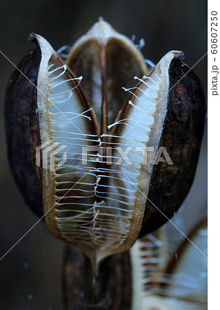 オオウバユリのタネがなくなった実の殻・初冬　福島県只見町 60607250