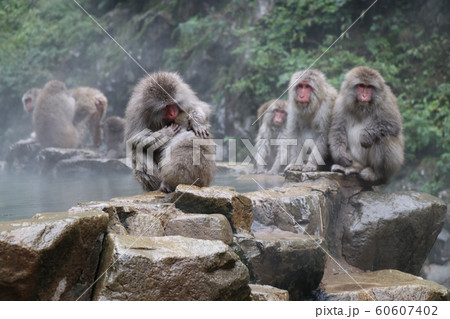 地獄谷野猿公苑 猿 温泉 世界唯一 長野県の写真素材 地獄谷野猿公苑 猿 温泉 世界唯一 長野県の写真素材