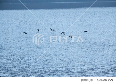 渡り鳥 貯水池 60608359