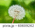 タンポポの絵 60609262