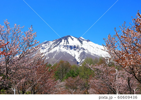岩木山と桜 岩木山と桜 60609436