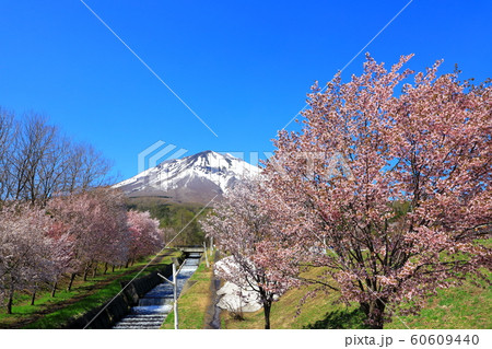岩木山と桜 60609440