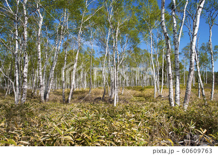 白樺林 白樺林 60609763