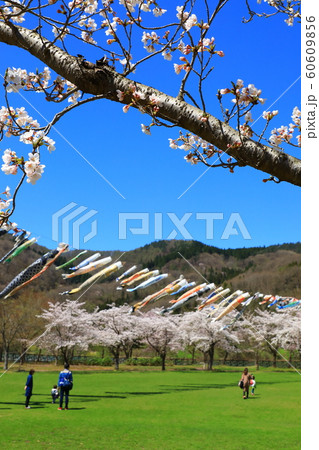 鯉のぼりと桜 60609856