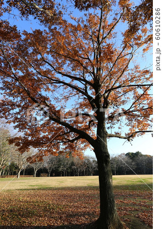 紅葉したコナラ 60610286