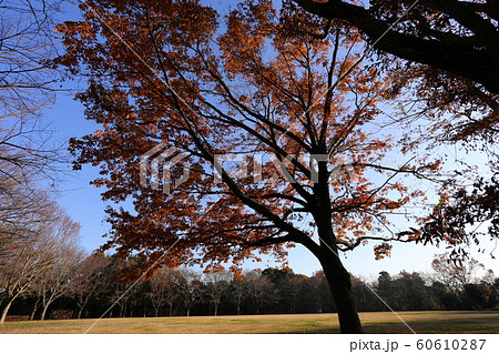 紅葉したコナラ 紅葉したコナラ 60610287