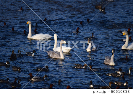 オオハクチョウの家族たちやカモで賑わう、日本、千葉県、2019年12月 オオハクチョウの家族たちやカモで賑わう、日本、千葉県、2019年12月 60610358