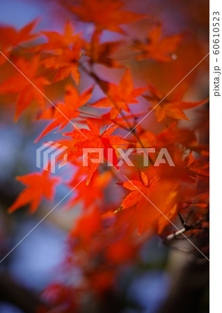 【写真】紅葉 60610523