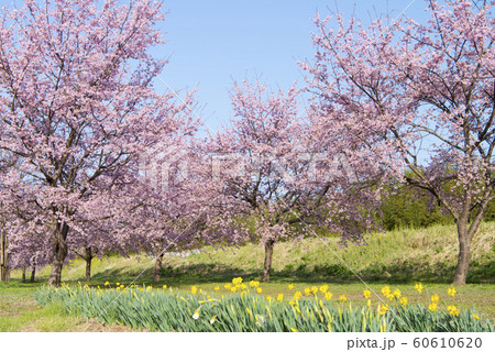 北浅羽の安行寒桜 北浅羽の安行寒桜 60610620