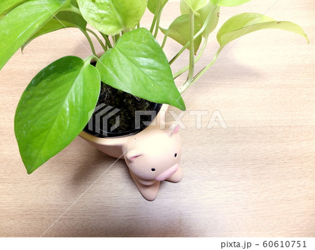 癒しのインテリアグリーン　ポトスライム 60610751