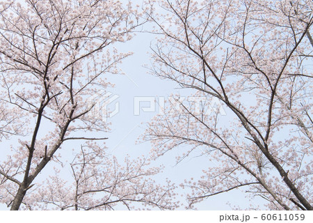 桜 桜 60611059