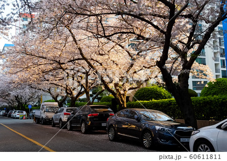 Cherry blossoms in busan,Korea Cherry blossoms in busan,Korea 60611811
