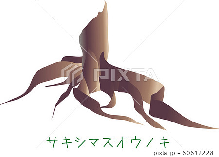 南国　奄美　サキシマスオウノキ　植物　巨木 60612228