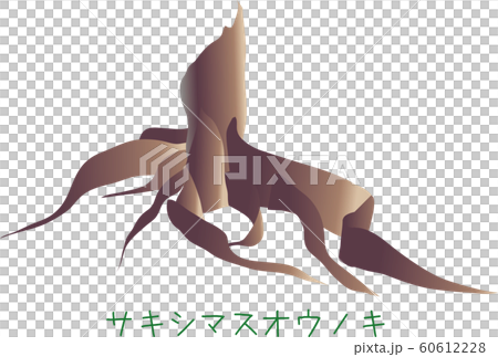 南国　奄美　サキシマスオウノキ　植物　巨木 60612228
