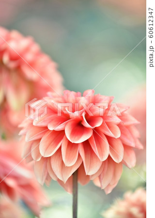 ダリアの写真素材