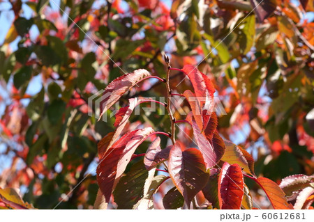 紅葉:桜の葉:淀川河川敷公園 紅葉:桜の葉:淀川河川敷公園 60612681