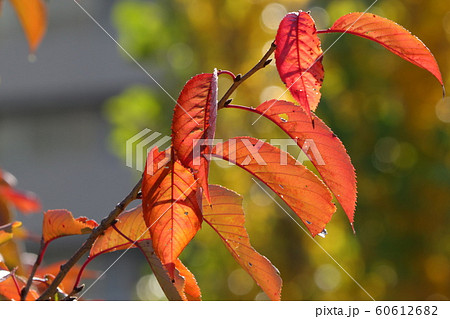 紅葉：桜の葉：淀川河川敷公園 60612682