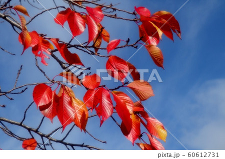 紅葉：桜：葉：ソメイヨシノ：山田池公園 60612731