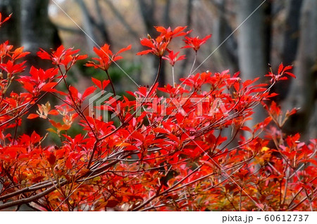 紅葉:ドウダンツツジ:つつじ:もみじ:山田池公園 紅葉:ドウダンツツジ:つつじ:もみじ:山田池公園 60612737