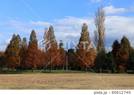 メタセコイヤ&ポプラ:紅葉:山田池公園:芝生の丘 メタセコイヤ&ポプラ:紅葉:山田池公園:芝生の丘 60612749