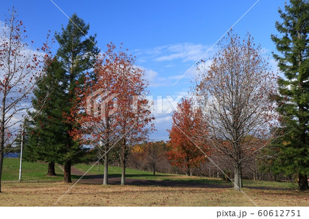 メタセコイヤ&ポプラ:紅葉:山田池公園:芝生の丘 メタセコイヤ&ポプラ:紅葉:山田池公園:芝生の丘 60612751