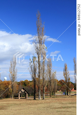 ポプラ:紅葉:山田池公園:芝生の丘 ポプラ:紅葉:山田池公園:芝生の丘 60612752